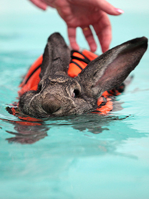 Rabbit Swims to Help Arthritis: Photo