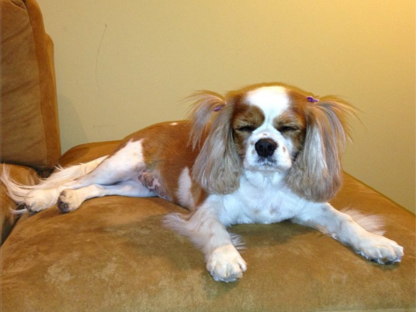 Julianne Hough Tweets Photos of Dog Harley and Lexi's Hair
