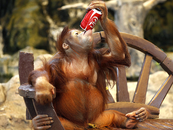 Orangutan Drinks from Soda Can in Thailand: Photo