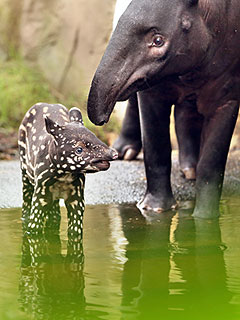 The Daily Treat: Adorable Zoo Baby Shows Off His Spots (Photo)