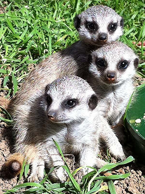 Oakland Zoo Meerkat Pups: Photo
