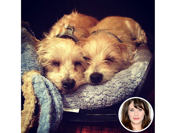 Zooey Deschanel: Zelda, Dot Rescue Dogs (Photo)