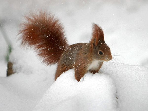 Red squirrel in Germany Snow: Photo