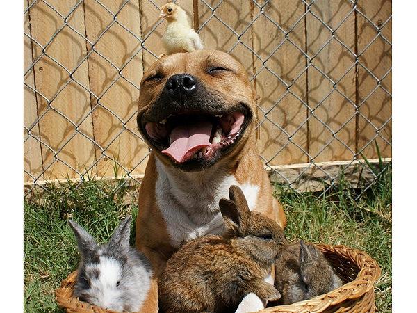 PHOTO: Dog, Bunnies, Chicks, Easter 2013