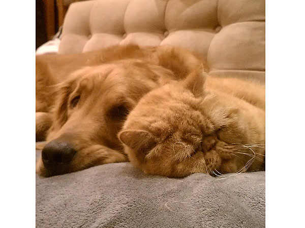 The Daily Treat: Sometimes Cats and Dogs Become BFFs| Animals & Pets, Cats, Cute Pets, Dogs
