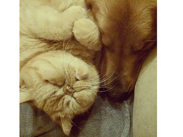 The Daily Treat: Sometimes Cats and Dogs Become BFFs| Animals & Pets, Cats, Cute Pets, Dogs