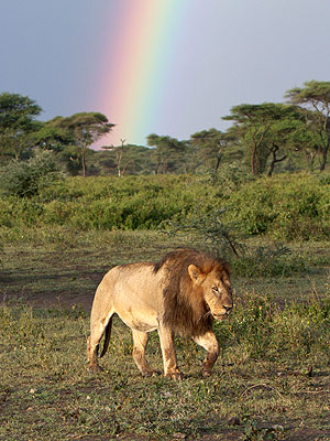 Lion Walks Under Rainbow: Photo