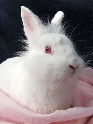 Adopt Me! Sassy the Rabbit Is Cuter than the Easter Bunny
