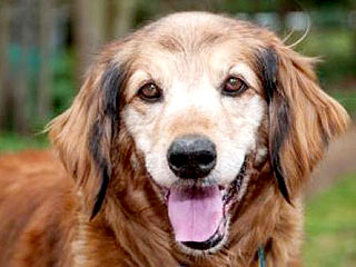 Adopt Me! Sheena Wants to Come Along on Your Adventures