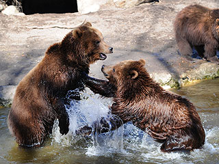 The Daily Treat: Brown Bears Get Into Water Fight