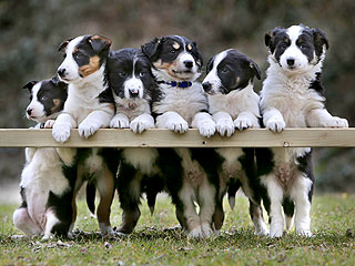 Aww: Border Collie Puppies Pose for Family Portrait