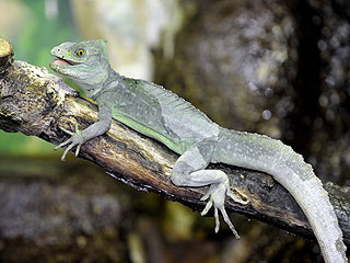 The Daily Treat: This Lizard's Working on His Tan