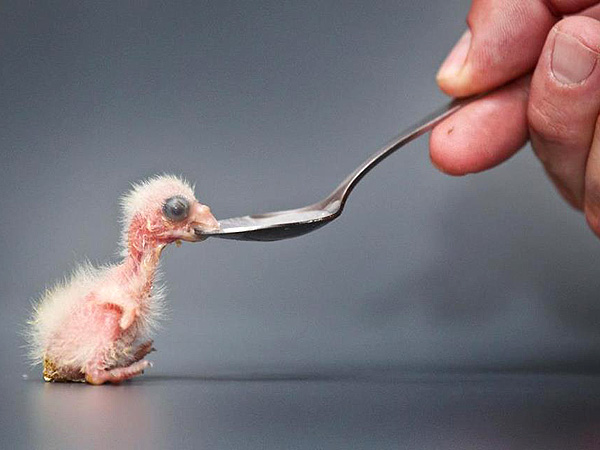 Baby Parrot Gets Fed by Spoon: Photo