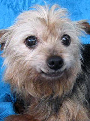 Adopt Me! Rescued from a Puppy Mill, Jude Is Enjoying Her Fresh Start