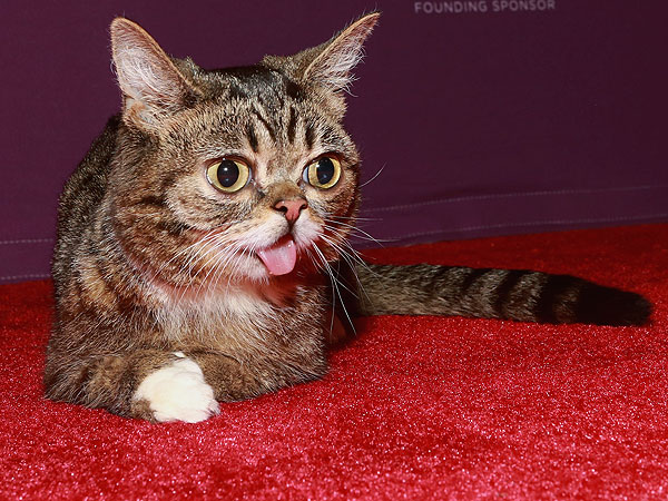 Tribeca Film Festival: Lil Bub & Friendz Premiere Red Carpet Photo