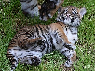The Daily Treat: Baby Tiger Just Wants to Play with You