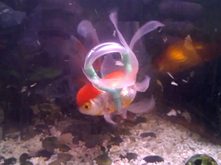 The Daily Treat: Goldfish Keeps Swimmin' with Handmade Life Jacket