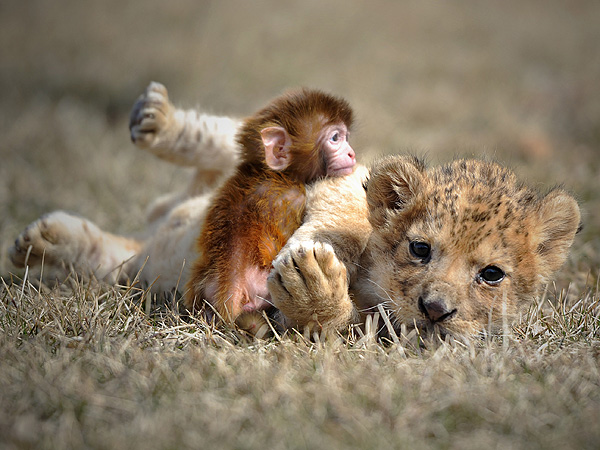 Monkey, Lion Cub Cuddle in China: Photo