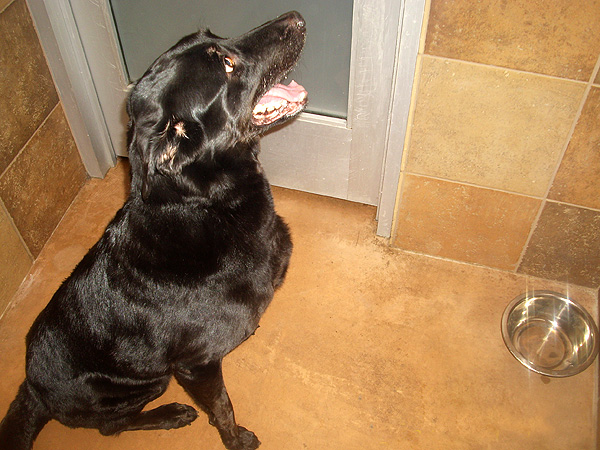 Adopt Me! Benny Wants to Make a Splash with You