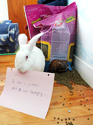 The Daily Treat: Is Bunny Shaming the New Dogshaming?