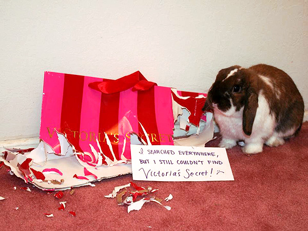 The Daily Treat: Is Bunny Shaming the New Dogshaming?| Animals & Pets, Exotic Animals & Pets, Zoo Animals