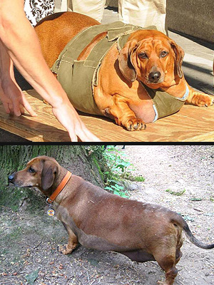 Ένας παχύσαρκος σκύλος που έχασε 20 κιλά...