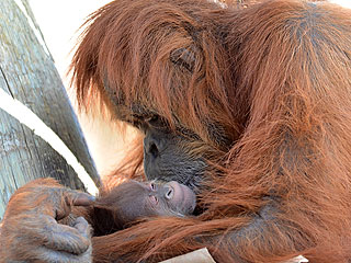 The Daily Treat: Mama Orangutan Cuddles Her Newborn