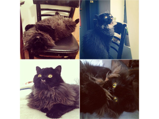 The Daily Treat: Is This Insta-Famous Cat Cute, Creepy or a Little of Both?