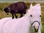 Goat Goes for a Ride – On Horseback