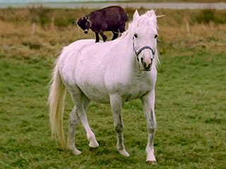 Goat Goes for a Ride – On Horseback