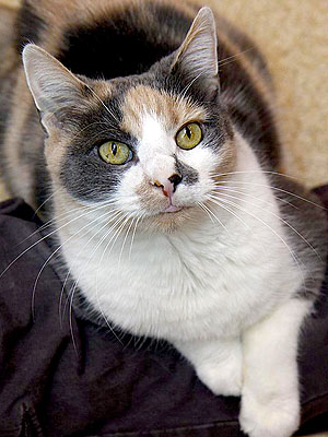 Adoptable Cat: Little Callie