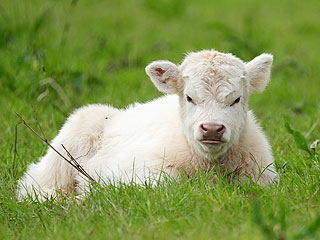 The Daily Treat: Nothing You Do or Say Will Cheer Up Grumpy Cow