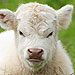 The Daily Treat: Nothing You Do or Say Will Cheer Up Grumpy Cow