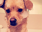 The Daily Treat: How Lauren Conrad's Dog Unwinds After a Ruff Day