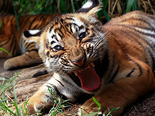 The Daily Treat: This Tiger Cub Would Like Some Privacy