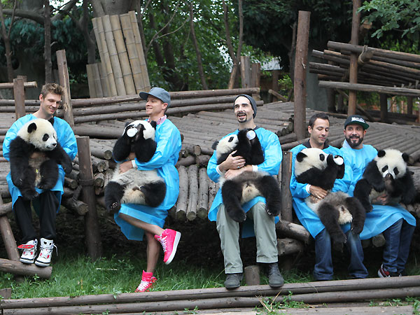 Backstreet Boys with Pandas in China: Photo