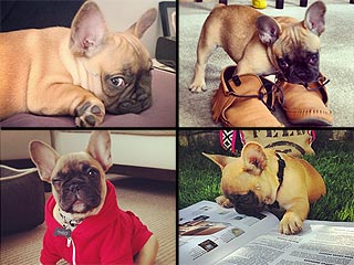 Stop What You're Doing & Follow This Dog on Instagram
