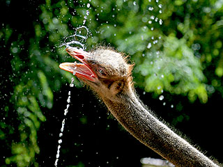 This Is What Summer Looks Like If You're an Ostrich