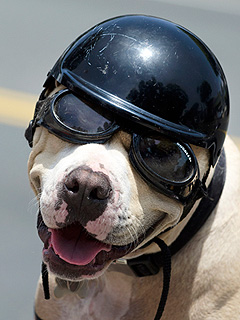 The Daily Treat: This Dog is Ready to Ride Shotgun