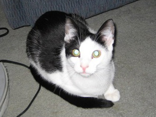 Adopt Me! Skippy Wants a Chance to be Affectionate