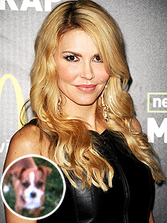 Brandi Glanville Gets New Dog as She Searches for Missing Chihuahua