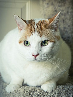 Adopt Me! Once a Fearful Stray, Jules Is Now Sweet and Social