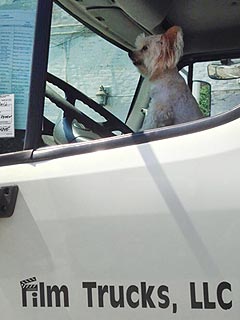 Yes, That Is Susan Sarandon's Dog Driving a Truck