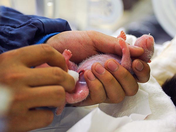 Panda Gives Birth to Twins in China