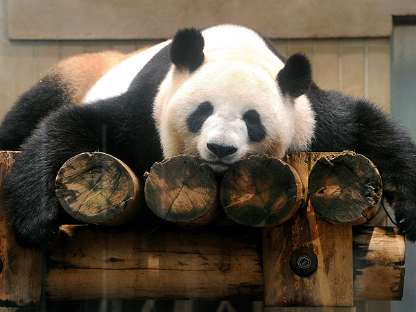 The Daily Treat: This Panda Knows How We Feel Before a Holiday Weekend