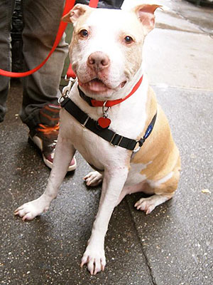 Adopt Me! John Wants to Curl Up in Your Lap
