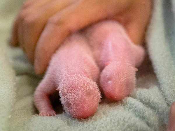 Zoo Atlanta Welcomes Twin Pandas: Photo
