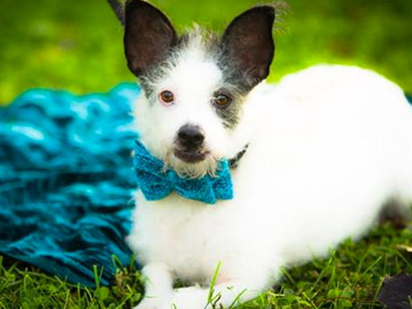 Adoptable Dog: Petey
