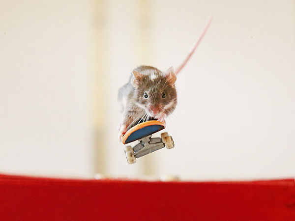 Photo: Mouse on Skateboard in Australia