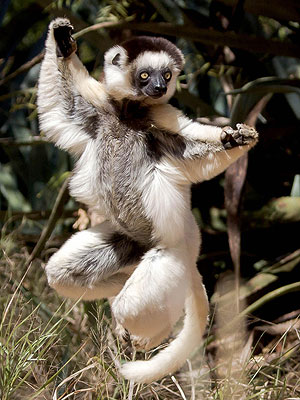 Lemur in London: Photo